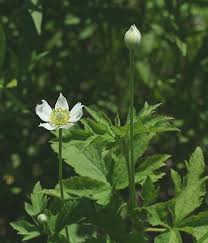 Image result for Aneilema johnstonii