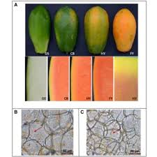 Papaya, succulent fruit of a large plant of the family caricaceae. Papaya Coloration During Papaya Fruit Ripening A The Color Of Peel Download Scientific Diagram