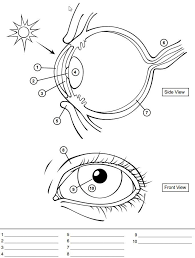 These Two Obviously Don T See Eye To Eye Human Body Worksheets Anatomy Biology Worksheet