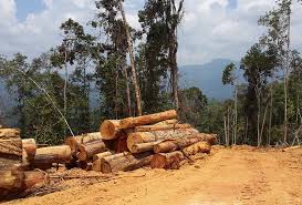 Cubaan menceroboh hutan simpan ulu jelai untuk aktiviti pembalakan secara haram menggunakan surat kuning tidak menjadi kenyataan apabila dikesan anggota unit penguatkuasa pejabat hutan daerah (phd) lipis, semalam. Hari Hutan Antarabangsa Tiada Lagi Pembalakan Haram Kini Semuanya Pembalakan Halal Presiden Peka Astro Awani
