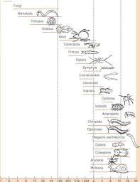 Detritivores And Specialist Microbivores Species Richness In 2020 Decomposers Activity Soil Layers Generation Time