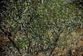 Image result for Acacia exuvialis