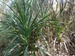 Image result for Pandanus sp. A