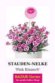Stauden Nelke Pink Kisses Steingartenstauden Bei Baldur Garten In 2020 Stauden Winterharte Stauden Pflanzen