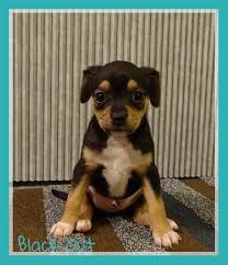 Shih Tzu Chihuahua Mix Black And Brown Black Out S Web Page Chihuahua Chihuahua Mix Foster Home