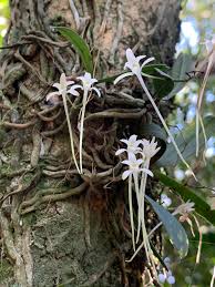 Image result for Mystacidium venosum