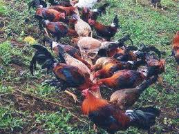 Berikut beberapa langkah bagi pemula yang ingin menjalankan bisnis ternak ayam kampung: 99 Tips Kupas Tuntas Beternak Ayam Kampung Untung Ratusan Juta Rupiah Berita Pertanian Mitalom