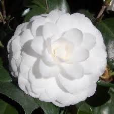 We also love them as indoor plants! Pin On Flower