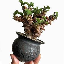 Image result for Coleochloa