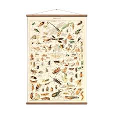 Insectes Vintage Educational Charts Touch Of Modern