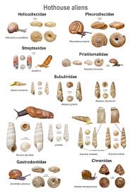 An Illustrated Guide To The Land Snails Of The British Isles