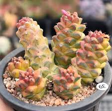 Image result for Monadenium discoideum