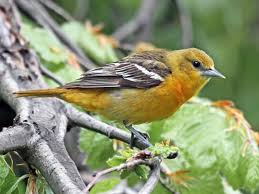 Birds That Look Like Baltimore Orioles Baltimore Oriole Adult Female Baltimore Orioles Birds Oriole Bird