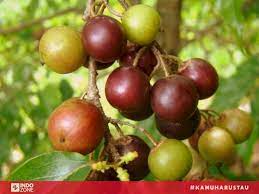 Maybe you would like to learn more about one of these? Sempat Dijumpai Sebagai Tanaman Liar Rukam Kini Telah Langka Indozone Id