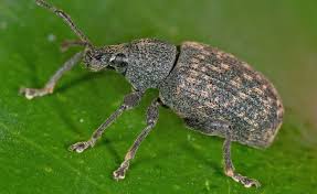 Schadlinge Ungebetene Besucher Pflanzenschadlinge Schadlinge Im Garten Dickmaulrussler Bekampfen