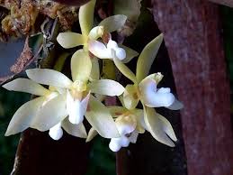 Image result for Platycoryne