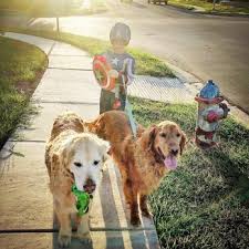Leptospirosis is a bacterial disease that can affect pets and lead to liver and kidney disease ranging from mild to fatal. County Line Animal Hospital Veterinarians 18174 Us Hwy 87 W Adkins Tx Phone Number