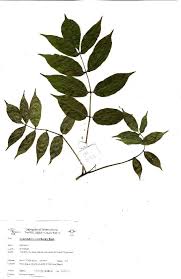 Image result for Commiphora pedunculata