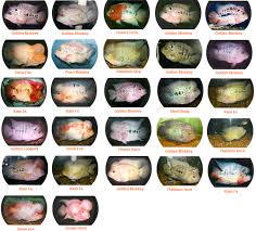 List Of Different Types Of Flowerhorn Fish Fish Cichlid
