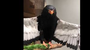 They are so funny first their tail splish splash then their head last their wings flap the water all around. Bird Baths At The Saint Louis Zoo Youtube