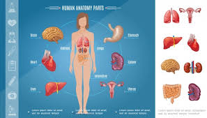 Luckily, though, you can now download a free body diagram template and use. Free Vector Cartoon Woman Body Organs Composition With Brain Stomach Lungs Kidneys Heart Liver Spleen Intestine Female Reproductive System