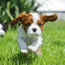 There are three parts to the test Akc S T A R Puppy American Kennel Club