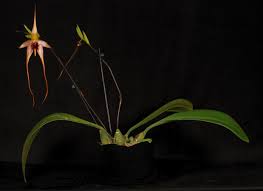 Image result for Bulbophyllum elliotii