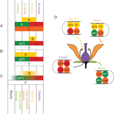 Japanese patters with cherry blossom. Models Of Genetic Control Of Floral Organ Identity And The Quartet Download Scientific Diagram