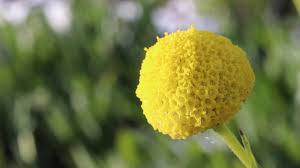 Maybe you would like to learn more about one of these? An Experiment Is Under Way To Create Melbourne S First Wildflower Meadow
