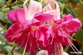 Discover some of the best hardy fuchsias to grow in the garden. Fuchsia Plant Care How To Grow And Prune Fuchsia Flowers Plantopedia