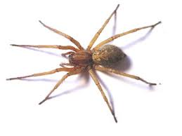 Wolf spiders are known to enter homes as close as possible to ground level. How To Identify And Control Hobo Spiders Atlantic Vet Seattle
