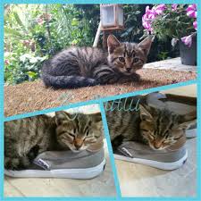 minik kedi sevgisi gibisi var mi kedi guzelkedi sokakkedisi yavrukedi guzel kediler kedi yavru kediler