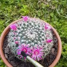 Making a cactus bloom may seem impossible sometimes. For How To S Tips And Tricks And Inspiration On All Things Succulents Check Out Our Website For S Flowering Succulents Cactus Flowers Cacti And Succulents