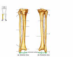 Extending from the distal end of the metatarsals are the tiny phalanges of the toes. Tibia Anatomy Anatomy Drawing Diagram