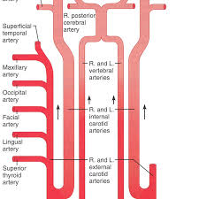 Major arteries of the head and neck. Figure Schematic Owchart From The Arteries In The Neck And Head Download Scientific Diagram