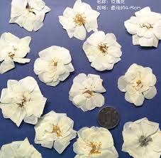 Check out our blog post how to dry flowers to see what the best method is to use for your flowers. 60pcs Pressed Dried White Rose Flower Plants Herbarium For Epoxy Resin Jewelry Making Bookmark Case Face Makeup Nail Art Diy Artificial Dried Flowers Aliexpress