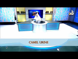 The reason urine exists at all is to gey rid of all the bad stuff you have ingested that would kill you if you making urine taste good is more of a psychological process than a physical one, however the consumption of foods like asparagus, broccoli. Benefits Of Camel Urine Sheikh Assim Al Hakeem Youtube