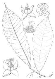 Image result for Octolepis decalepis