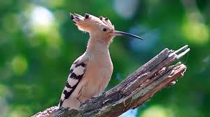 Check spelling or type a new query. Ptica Udod Slavikap Livejournal