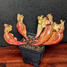 Image result for Sabicea venosa