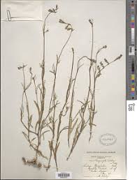 Image result for Silene burchellii