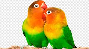 10/02/2011 pukul 17:23 pukul 17:23. Talking Parrot Png Images Pngegg