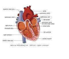 Pin On Bio 12 Circulatory Project
