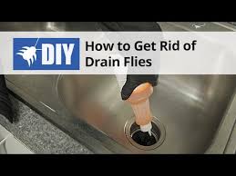 Although they breed in sewage, drain flies apparently do not transmit human disease. How To Get Rid Of Drain Flies Drain Fly Kit Video Domyown Com