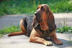 Image result for anglický barvář