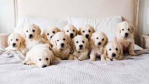 Golden Retriever Cinsi Irki Kopek Kopek Cinsleri Petipet