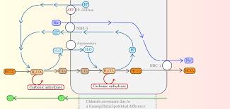 Image result for Acetazolamide