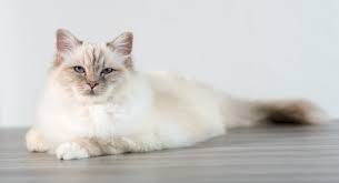 Chat au tempérament très doux, le sacré de birmanie est le compagnon idéal pour tous les membres de la famille. Sacre De Birmanie Tout Savoir Sur Les Chats Sacre De Birmanie