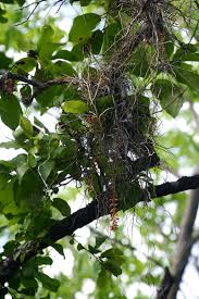 Image result for Microcoelia exilis