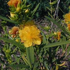Image result for Hypericum peplidifolium